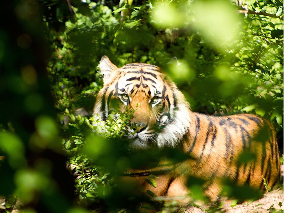Do Tigers Live in the Jungle: