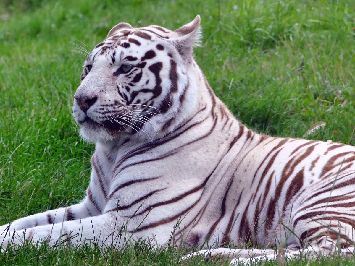 How Many White Tigers Are Left in the World?