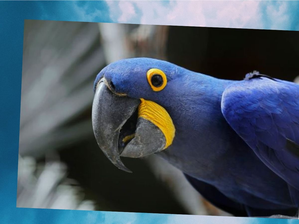 Purple Hyacinth Macaw:
